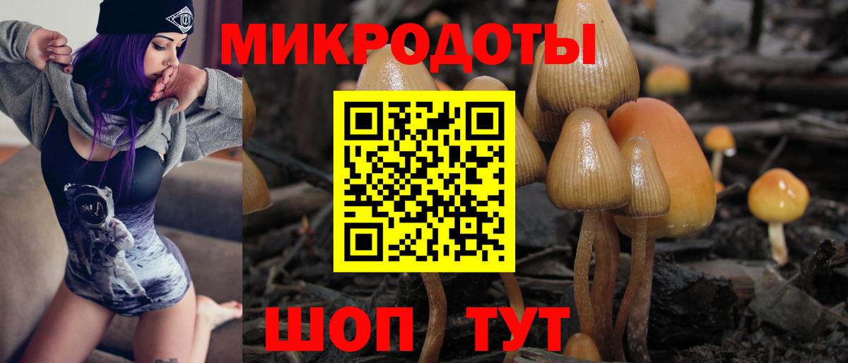 Галлюциногенные грибы Psilocybe Гуково